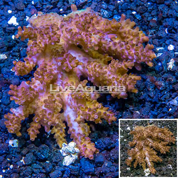 Acropora Coral Australia