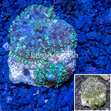 Mushroom Coral Indonesia