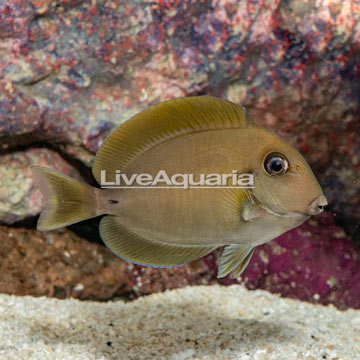 Epaulette Surgeonfish