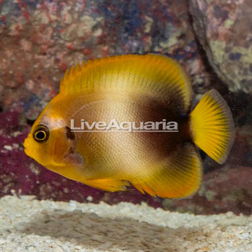 African Angelfish