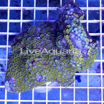 Zoanthus Coral Solomon
