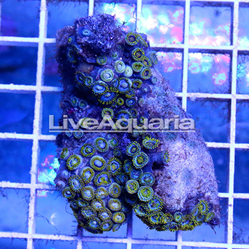 Zoanthus Coral Solomon