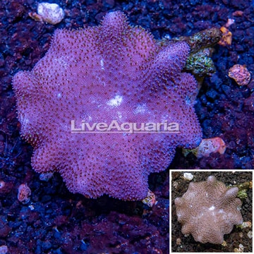 Toadstool Mushroom Leather Coral Vietnam