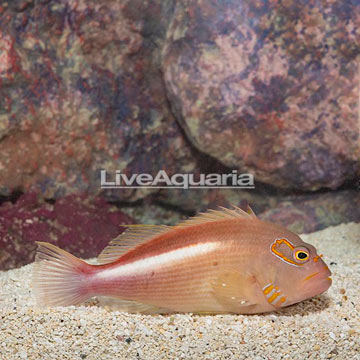 Arc-eye Hawkfish 