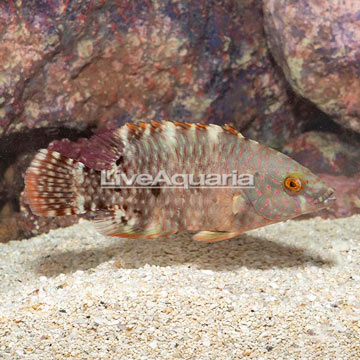 Two Spot Maori Wrasse