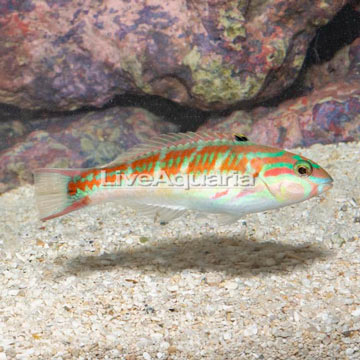 Pinkface/Fivestripe Wrasse 