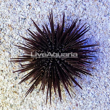 Rock Boring Urchin