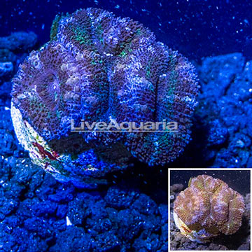 LiveAquaria® Cultured Acan Lord Coral