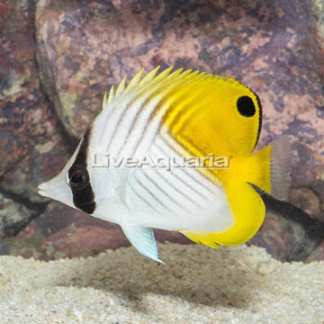 Auriga Butterflyfish 