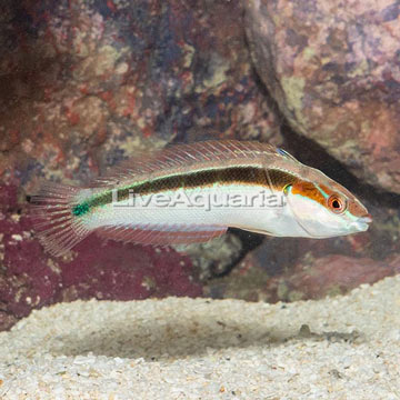 Rainbow Wrasse