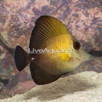 Scopas Tang