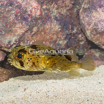 Porcupine Puffer