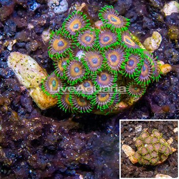 LiveAquaria® Cultured Zoanthus Coral Indonesia