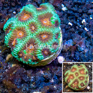 LiveAquaria® Cultured Favia Coral