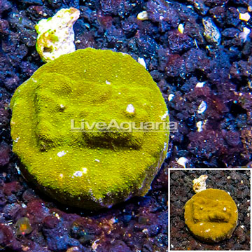 LiveAquaria® Cultured Orange/Gold Psammocora Coral