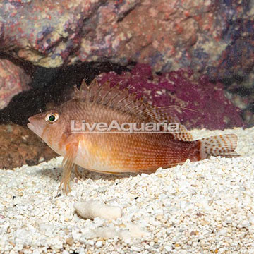 Yellow Hawkfish