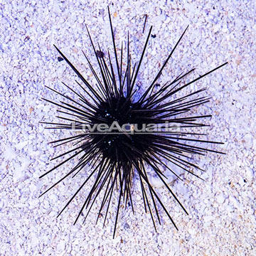 Black Longspine Urchin 