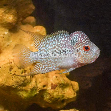 Flowerhorn Cichlid 