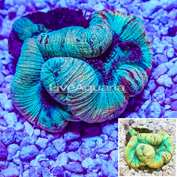 Open Brain Coral Indonesia