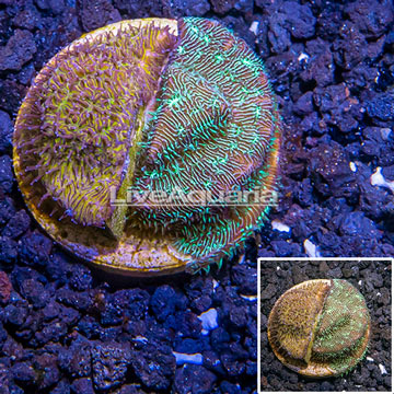 LiveAquaria® Cultured Leptoseris Coral