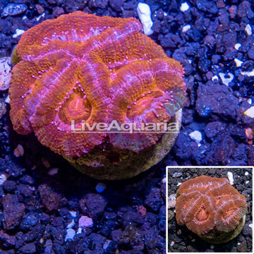 LiveAquaria® Cultured Acan Lord Coral