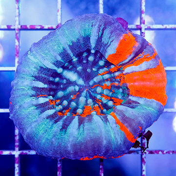 Scolymia Coral Australia