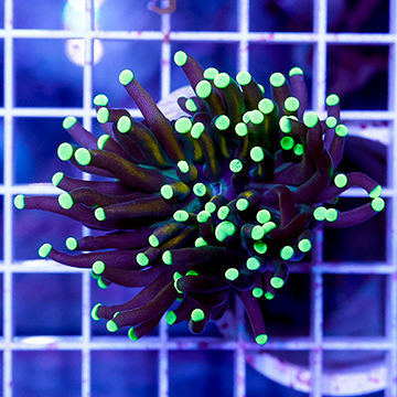 USA Cultured Torch Coral