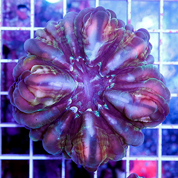 Cynarina Button Coral