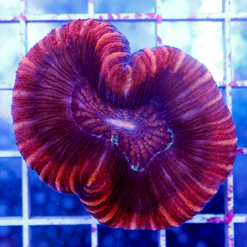 Open Brain Coral Australia