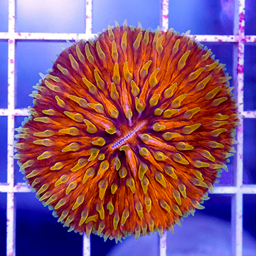 Short Tentacle Plate Coral