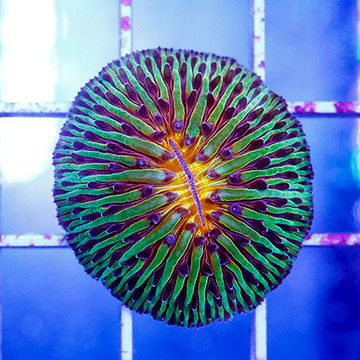 Short Tentacle Plate Coral