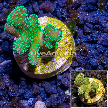 LiveAquaria® Cultured Stylophora Coral 