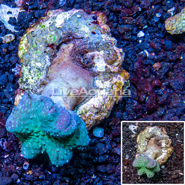 Toadstool Mushroom Leather Coral  Indonesia