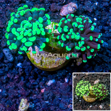 LiveAquaria® Cultured Hammer Coral