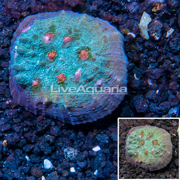 LiveAquaria® Cultured Ultra Chalice Coral