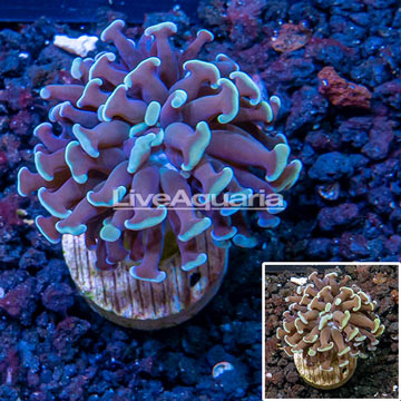 LiveAquaria® Cultured Hammer Coral