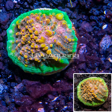 LiveAquaria® Cultured Ultra Chalice Coral