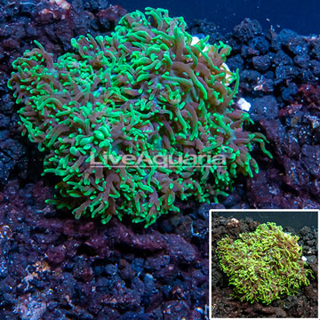 LiveAquaria® Cultured Rhodactis Mushroom