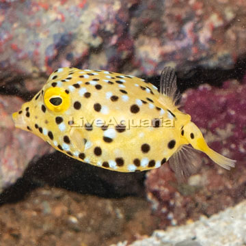 Cubicus Boxfish EXPERT ONLY