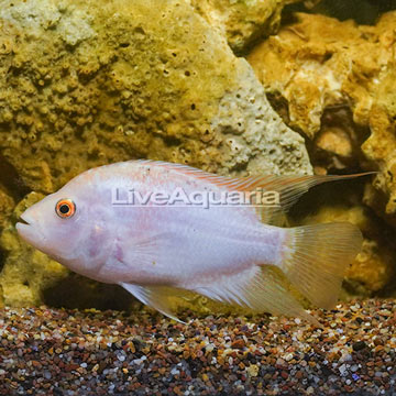 Midas Cichlid