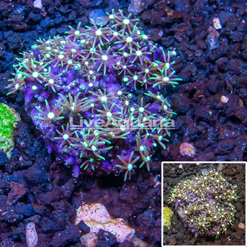 Starburst Polyps Indonesia