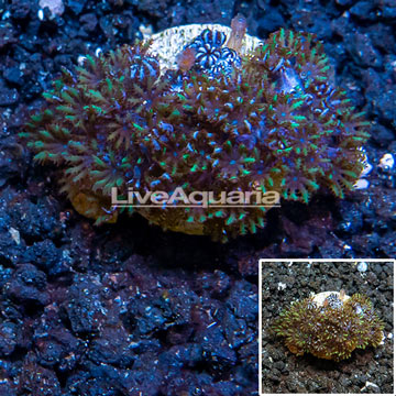 LiveAquaria® Cultured Blue Sympodium Coral