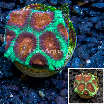 LiveAquaria® Cultured Favia Brain Coral