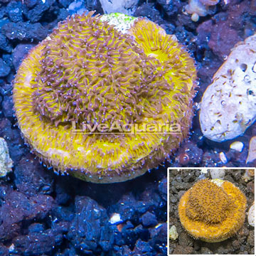 LiveAquaria® Cultured Leptoseris Coral