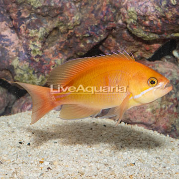 Red Bar Anthias