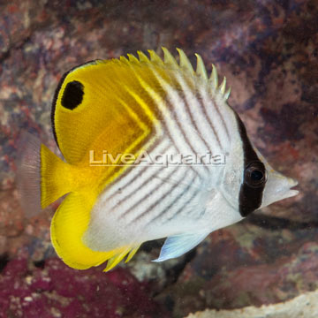 Auriga Butterflyfish