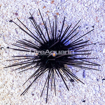 Black Longspine Urchin