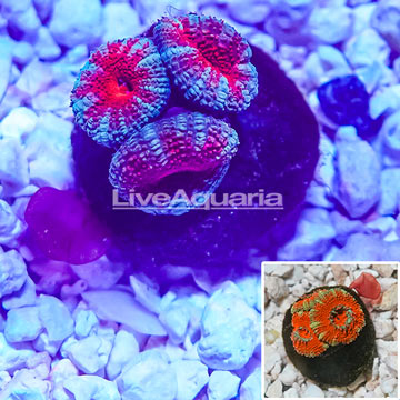 Acan Lord Coral Indonesia 