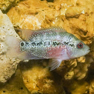 Jack Dempsey Cichlid