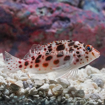 Spotted Pixie Hawkfish